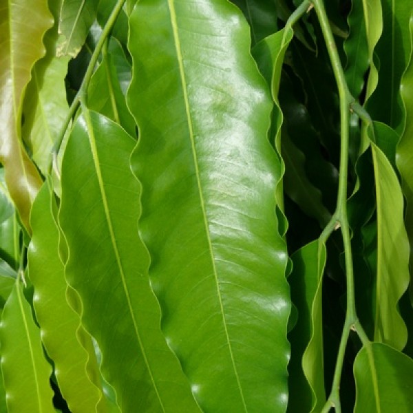 Ashoka - Polyalthia longifolia